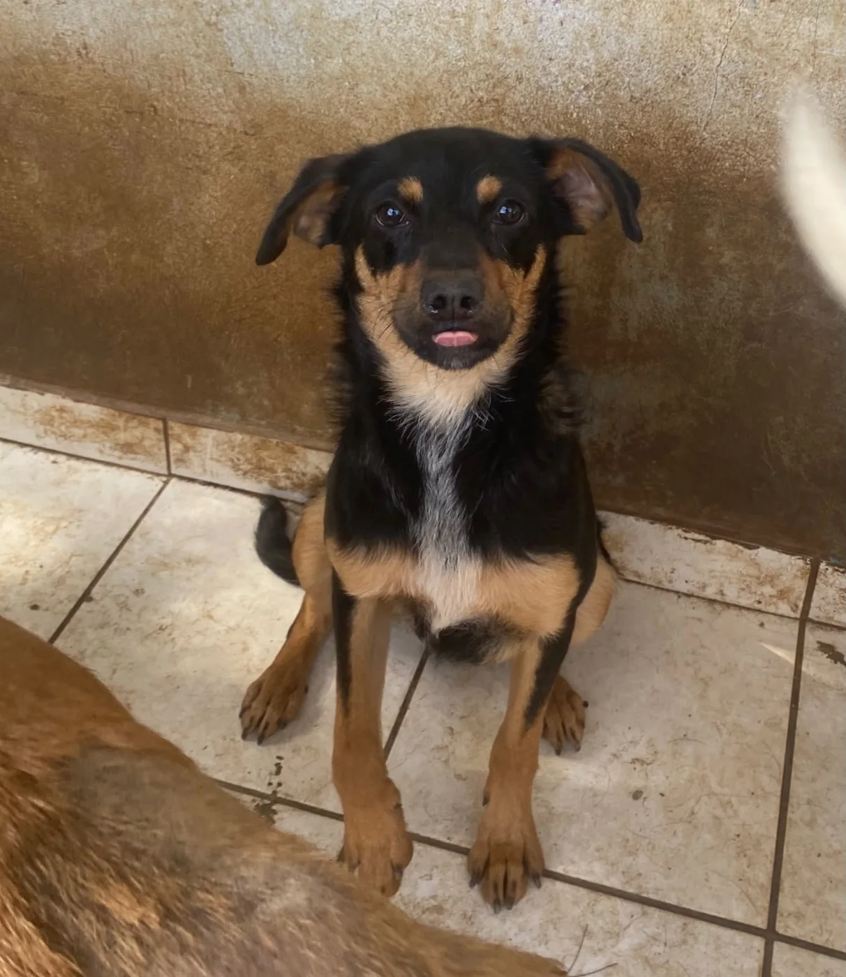 JUNIOR BIDU, cão